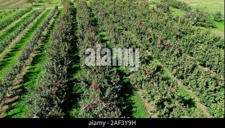 Luftaufnahme von Apfel- und Kirschbäume in Lautenbach's Orchard Land Weingut & Markt, Fish Creek, Door County, Wisconsin, USA. Stockfoto