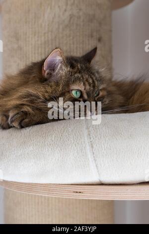 Adorable Katze der Sibirischen Katze mit langen Haaren Stockfoto