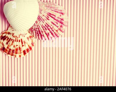 Muschelschalen auf einem rosa gerippten Hintergrund. Platz für Text, Postkarte für Design Stockfoto