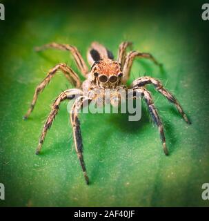 Jumping Spider, Plexippus sp. Malaysia. Stockfoto