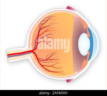 Menschliche Auge Anatomie Stockfoto