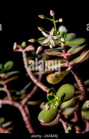 Silver Jade Pflanze in Blüte, Crassula arborescens, ein beständiger saftige Stockfoto