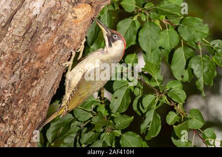 Gruenspecht, Weibchen (Picus viridis) Grün Spechte, weiblich • Baden-Württemberg, Deutschland Stockfoto