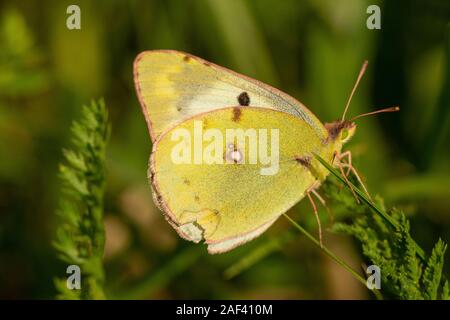 Goldene Acht/Hufeisenklee-Gelbling (Colias hyale/alfacariensis) Pale getrübt Gelb • Baden-Württemberg, Deutschland Stockfoto