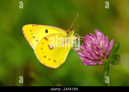 Goldene Acht/Hufeisenklee-Gelbling (Colias hyale/alfacariensis) Pale getrübt Gelb • Baden-Württemberg, Deutschland Stockfoto