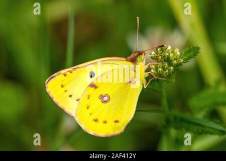 Goldene Acht/Hufeisenklee-Gelbling (Colias hyale/alfacariensis) Pale getrübt Gelb • Baden-Württemberg, Deutschland Stockfoto