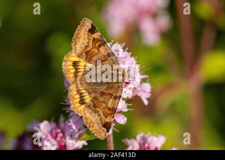 Braune Tageule (Euclidia glyphica) Burnett Begleiter Motte • Baden-Württemberg, Deutschland Stockfoto