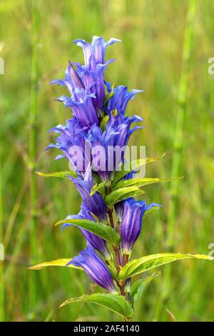 Schwalbenwurz-Enzian (Gentiana asclepiadea) Willow Enzian • Bayern, Deutschland Stockfoto