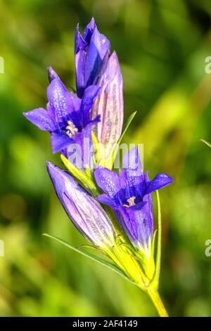 Lungen-Enzian (Gentiana pneumonanthe) Marsh Enzian • Baden-Württemberg, Deutschland Stockfoto