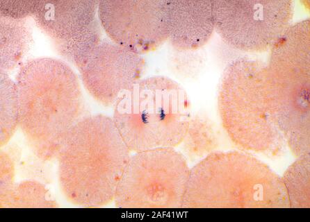 Typische tierischen Zelle Mitose, chromosom Gruppierung vor der Zellteilung Stockfoto