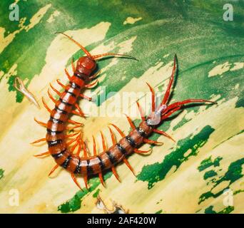 Tropische Tausendfüßler, Scolopendra dehaani, Malaysia, häufig in Ölpalmplantagen gefunden Stockfoto