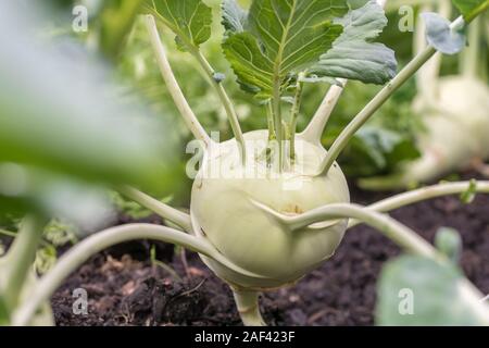 Kohlrabi wächst auf einem Gemüsebeet Stockfoto