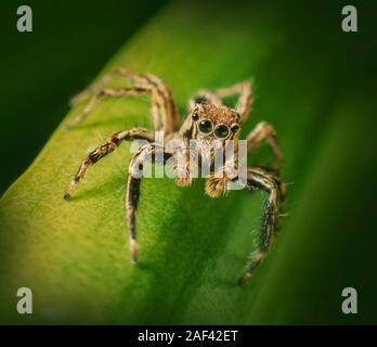 Jumping Spider, Plexippus sp. Malaysia. Stockfoto