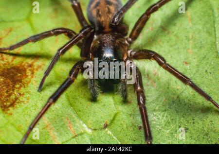 Schwarze wand Spinne, Amaurobius Imilis Stockfoto