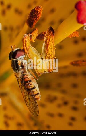 Hoverfly in einer Blume, Nektar füttern Stockfoto