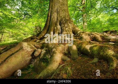 Mächtige Wurzeln eines majestätischen alten Buche in einem Laubwald mit wunderschönen Licht Stockfoto