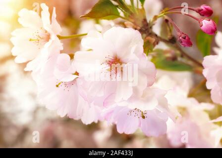 Verträumt Frühling Blüten Nahaufnahme eines japanischen Kirschbaum im Garten, mit warmen Sonnenlicht Stockfoto