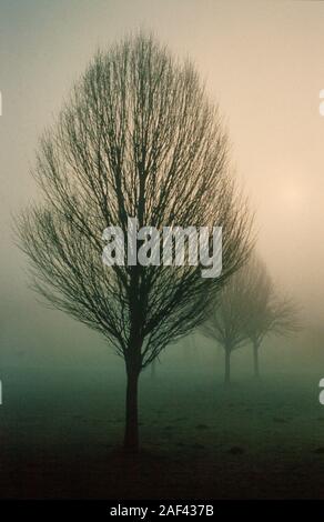 Misty Bäume, Sonnenaufgang Sonne durch dichten Nebel Landschaft glänzend Stockfoto