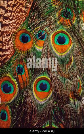 Irisierende Federn detail. Indische Pfau, Pavo cristatus Stockfoto