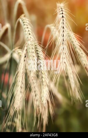 Getreide Pflanzen, Getreide Ähren der Gerste, Nahaufnahme mit warmen Farben Im defokussierten Hintergrund Stockfoto