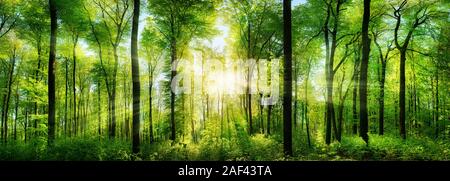 Panorama von einem malerischen Wald von frischen grünen Laubbäumen mit der Sonne wirft ihre Strahlen des Lichtes durch das Laub Stockfoto