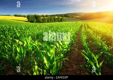 Reihen von jungen Maispflanzen auf ein fruchtbares Feld mit dunklen Boden im schönen warmen Sonnenschein, frische leuchtende Farben Stockfoto