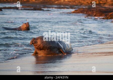 Männliche Südlicher See-Elefant (Mirounga leonina leonina) nähert sich eine Gruppe von Frauen aus dem Meer in der Hoffnung, dass er nicht durch das dominante Männchen gesehen werden. Stockfoto