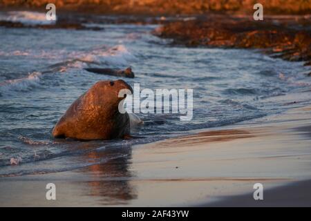 Männliche Südlicher See-Elefant (Mirounga leonina leonina) nähert sich eine Gruppe von Frauen aus dem Meer in der Hoffnung, dass er nicht durch das dominante Männchen gesehen werden. Stockfoto