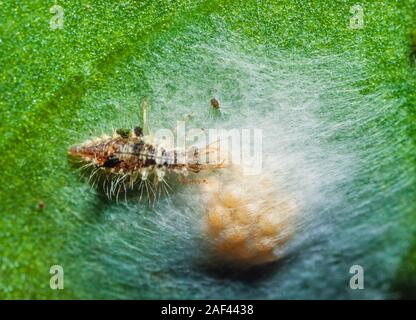 Florfliege Larven fressen an spider Eier Stockfoto