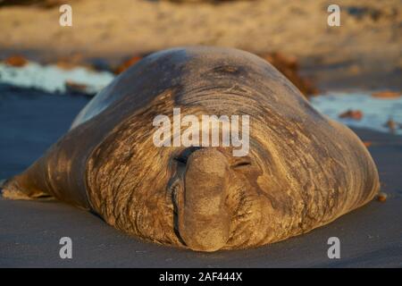 Männliche Südlicher See-Elefant (Mirounga leonina leonina) liegen auf einem Sandstrand auf Sea Lion Island in den Falkland Inseln. Stockfoto