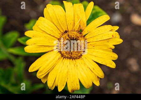 Gelbkandelaber (Arktotis arctoides) Stockfoto