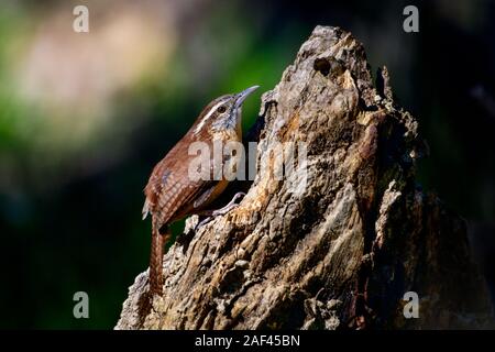 Carolina Wren (Thryothorus sich) Stockfoto