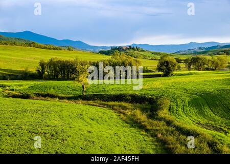 Typische hügelige Toskanische Landschaft im Val d'Orcia mit Felder, Bäume und einen Bauern Haus auf einem Hügel in der Ferne Stockfoto