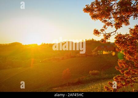 Sonnenuntergang in Herzform Wein Straße am Weinberg in Slowenien Stockfoto