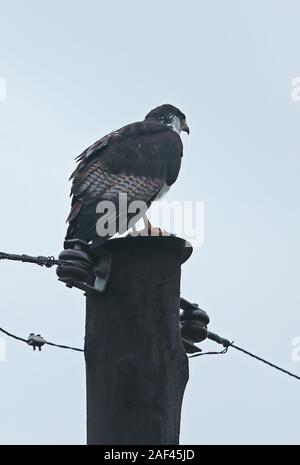 Augur Mäusebussard (Buteo augur) Erwachsenen auf strommast Queen Elizabeth National Park, Uganda November gehockt Stockfoto