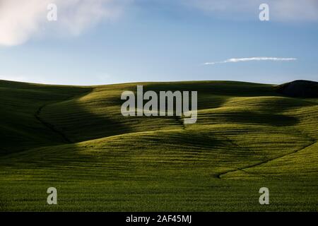 Typische hügelige Toskanische Landschaft im Val d'Orcia mit grünen Feldern Stockfoto