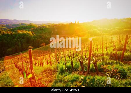 Sonnenuntergang in Herzform Weinstraße inmitten der Weinberge Sloweniens Stockfoto