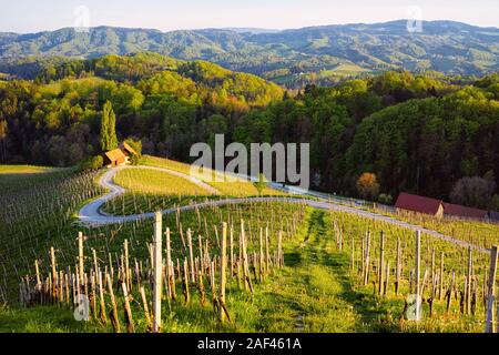 Slowenische Herzform Weinstraße zwischen Weinbergen in Slowenien Stockfoto