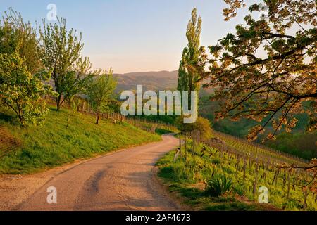 Berühmten slowenischen Herzform Weinstraße zwischen Weinbergen in Slowenien Stockfoto
