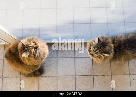 Adorable Katze der Sibirischen Katze mit langen Haaren Stockfoto