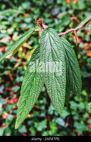 Viburnum rhytidophyllum - viburnum lederartige, viburnum zerknittert. Lange strukturierte Blätter am Zweig. Wunderschöne pflanze Hintergrund. Stockfoto