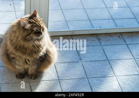 Adorable Katze der Sibirischen Katze mit langen Haaren Stockfoto