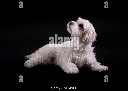 Bichon Maltesischen weißhaariger Hund suchen, um sich vor einem schwarzen Hintergrund Stockfoto