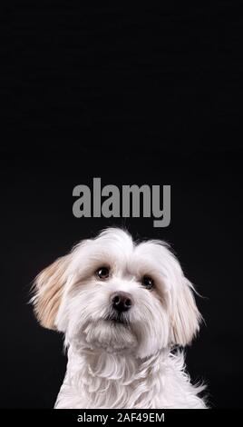 Bichon Maltesischen weißhaariger Hund freuen uns auf schwarzem Hintergrund Stockfoto