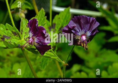 Geranium phaeum (dusky Kran-Rechnung) ist heimisch in Europa, wo es in offenen Wiesen, am Straßenrand verges und in feuchten Wald wächst. Stockfoto