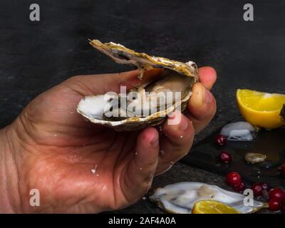 Der Mensch ist das Öffnen von Austern für Feier, man Hände halten eine rohe Auster, Hintergrund mit Eis, Zitrone, Preiselbeeren Stockfoto