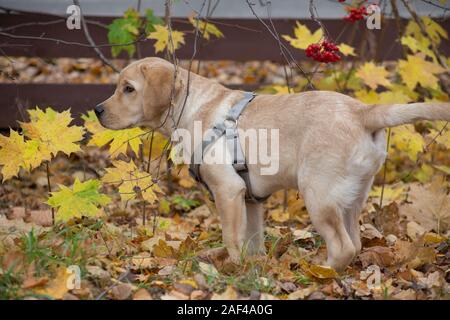 Süße Labrador Retriever Welpen steht auf gelbe Blätter im Herbst Park. Heimtiere. Zwei Monate alt. Reinrassigen Hund. Stockfoto