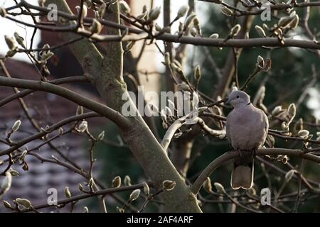 Graue Taube sitzt auf einem Zweig der Magnolia im Winter im Garten Stockfoto