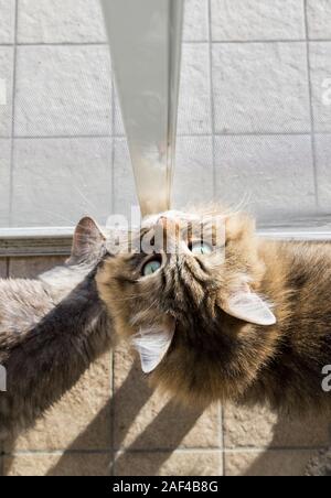 Adorable Katze der Sibirischen Katze mit langen Haaren Stockfoto