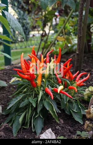 Eine kleine Bush von Chili peppers in den Garten im Hinterhof Stockfoto